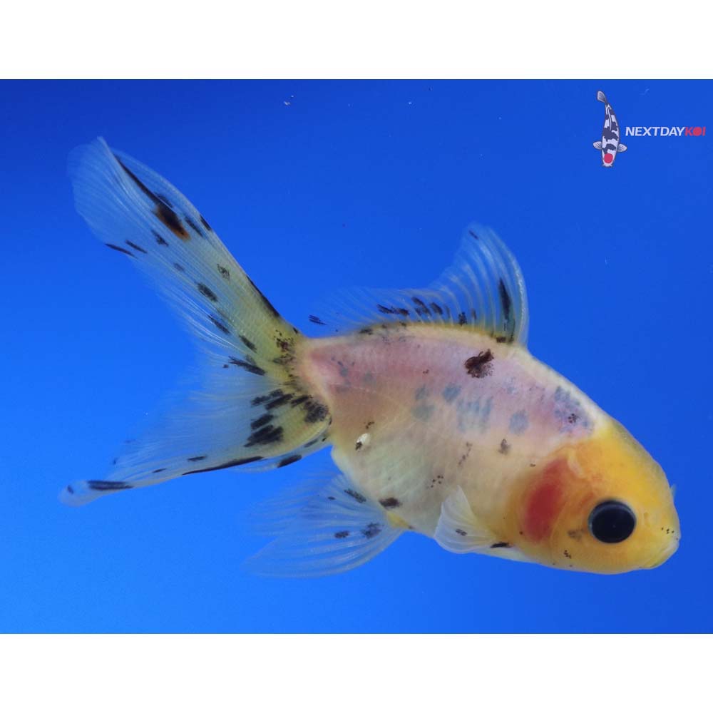 3.5” Imported Calico Fantail