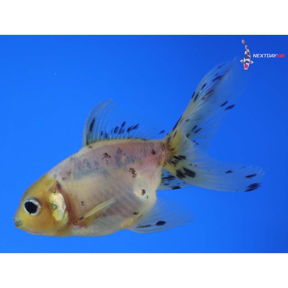 3.5” Imported Calico Fantail