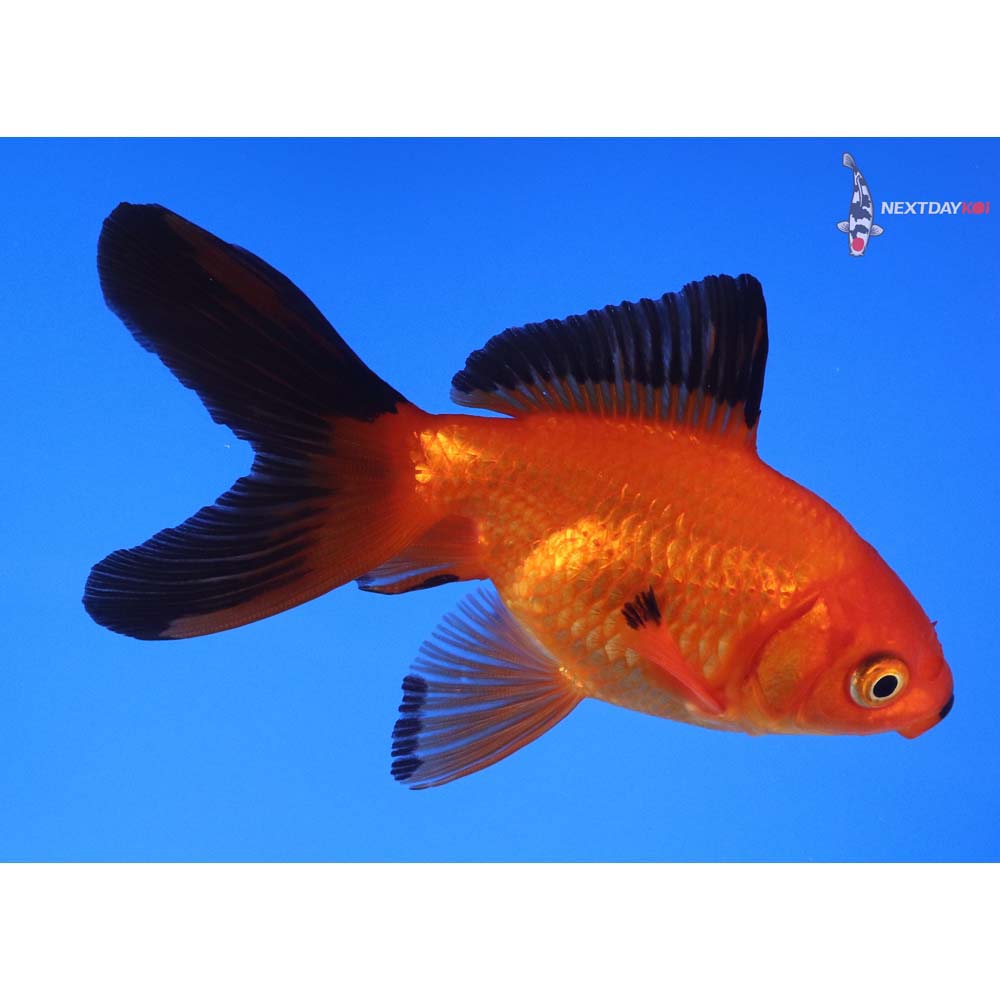 4” Imported Red and Black Fantail