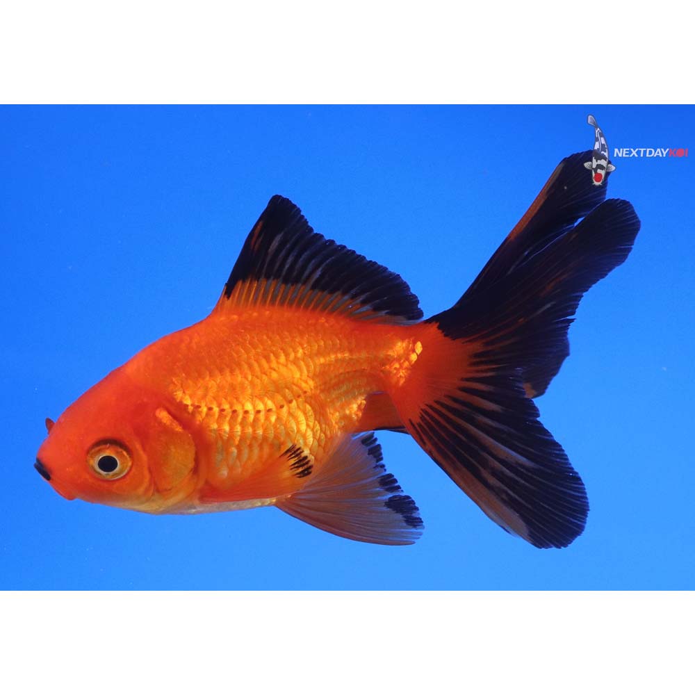 4” Imported Red and Black Fantail