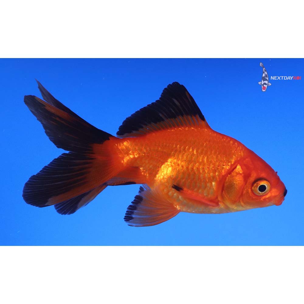 4” Imported Red and Black Fantail