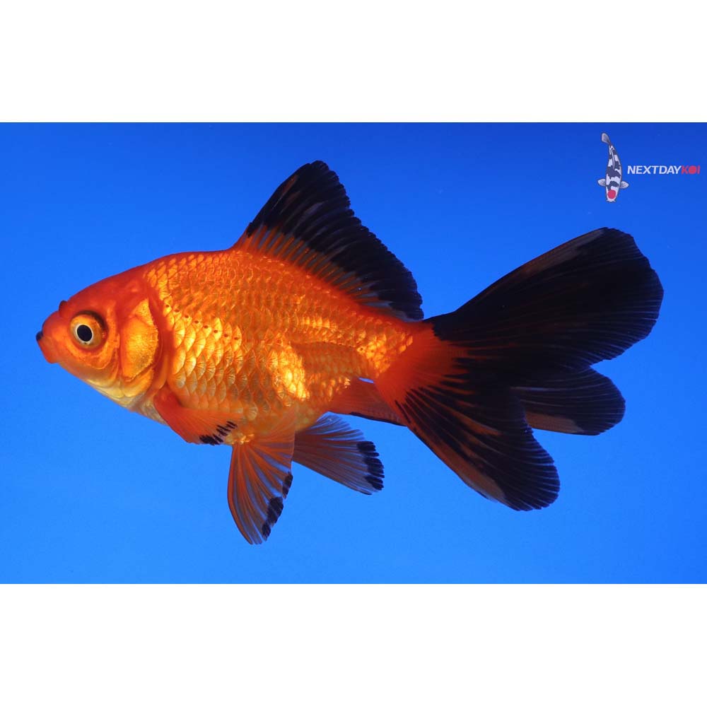 4” Imported Red and Black Fantail