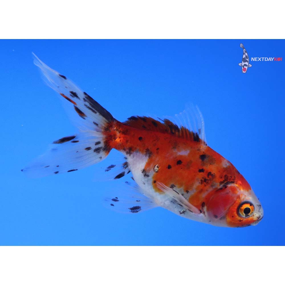 4” Imported Calico Fantail