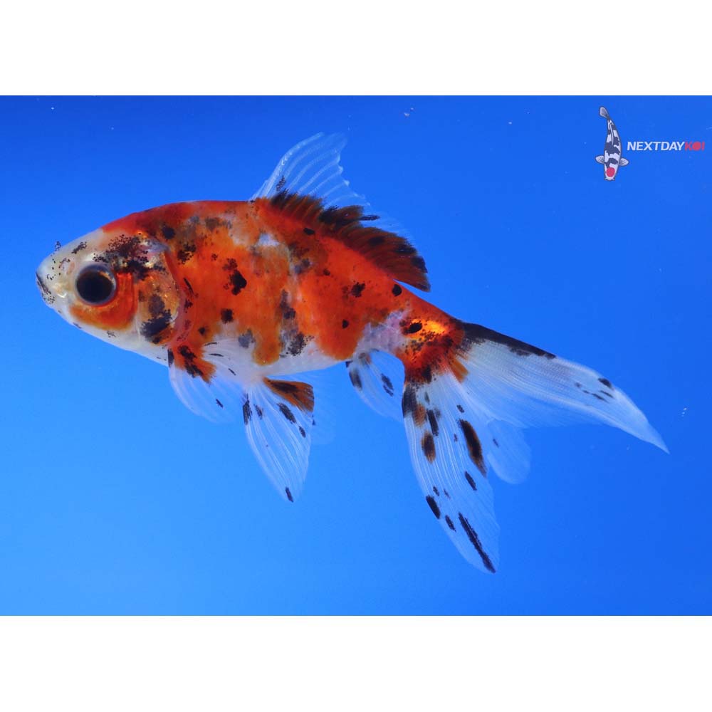 4” Imported Calico Fantail