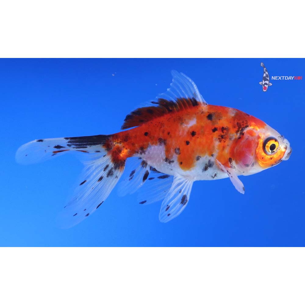 4” Imported Calico Fantail