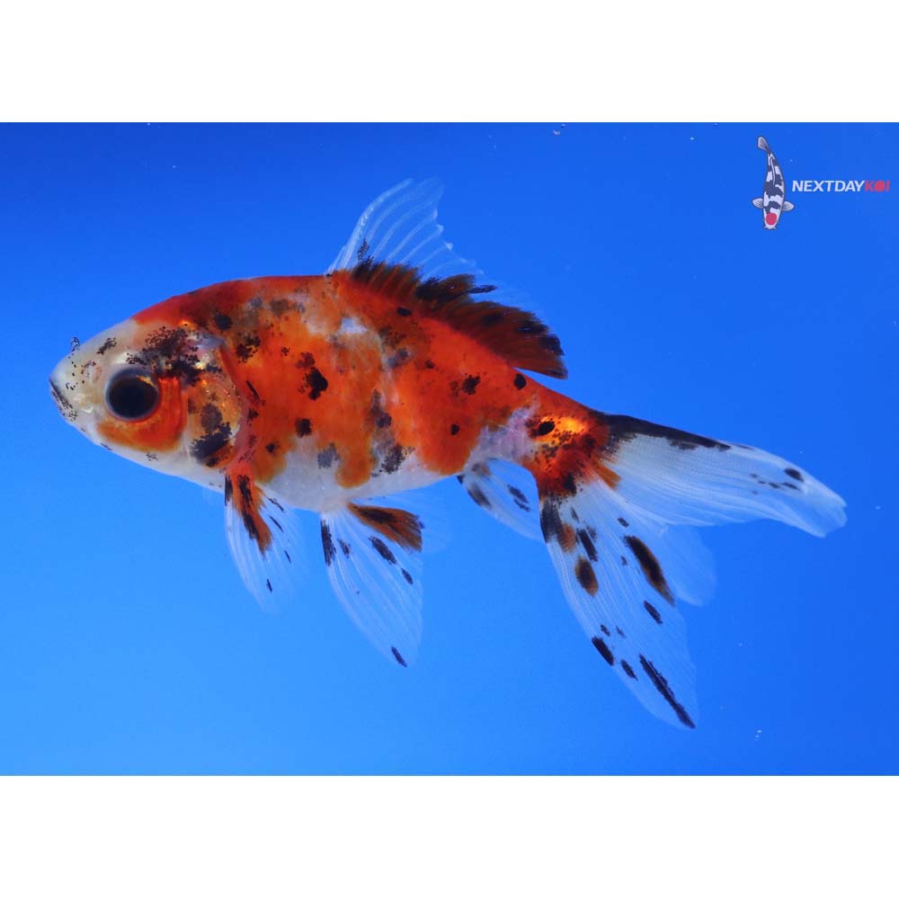 4” Imported Calico Fantail