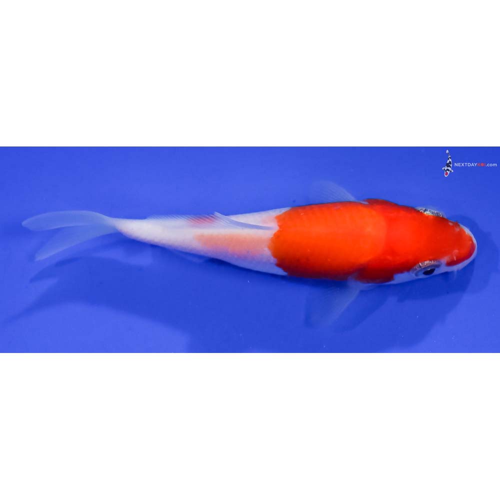 3.5” Imported Kohaku