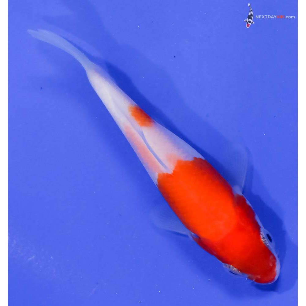 3.5” Imported Kohaku