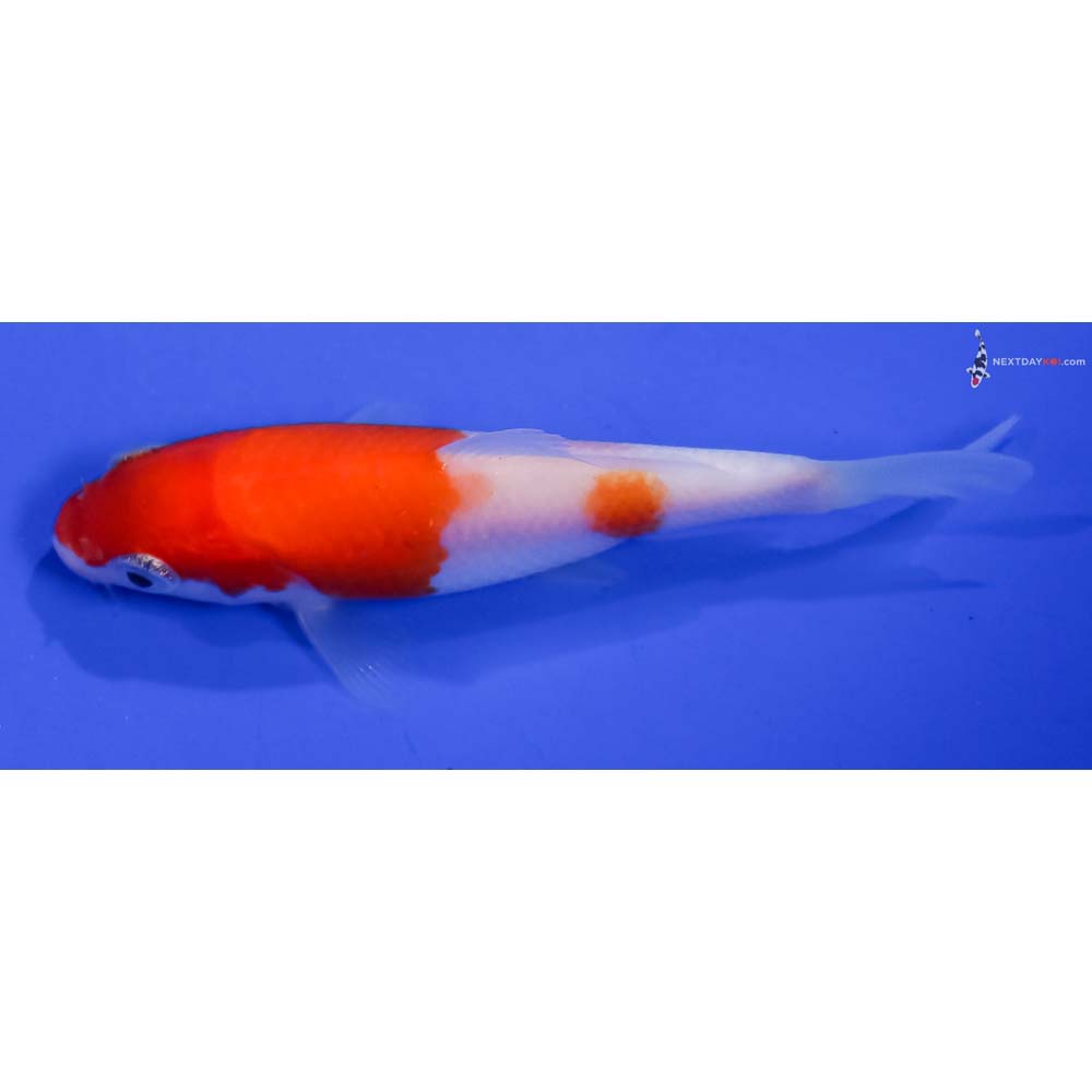 3.5” Imported Kohaku