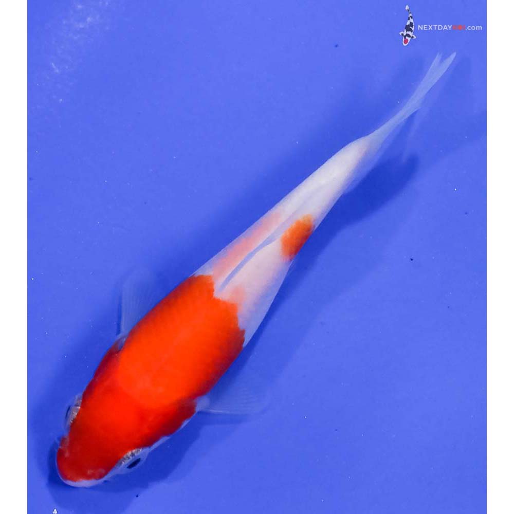 3.5” Imported Kohaku