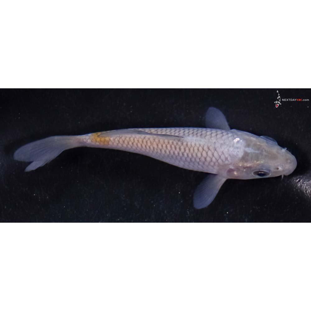 3.5” Imported Ochiba Shigure