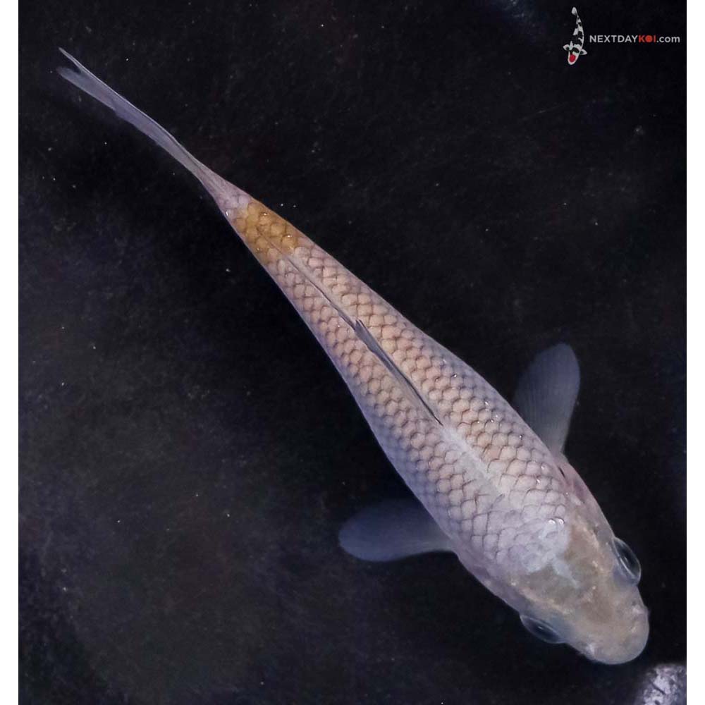 3.5” Imported Ochiba Shigure