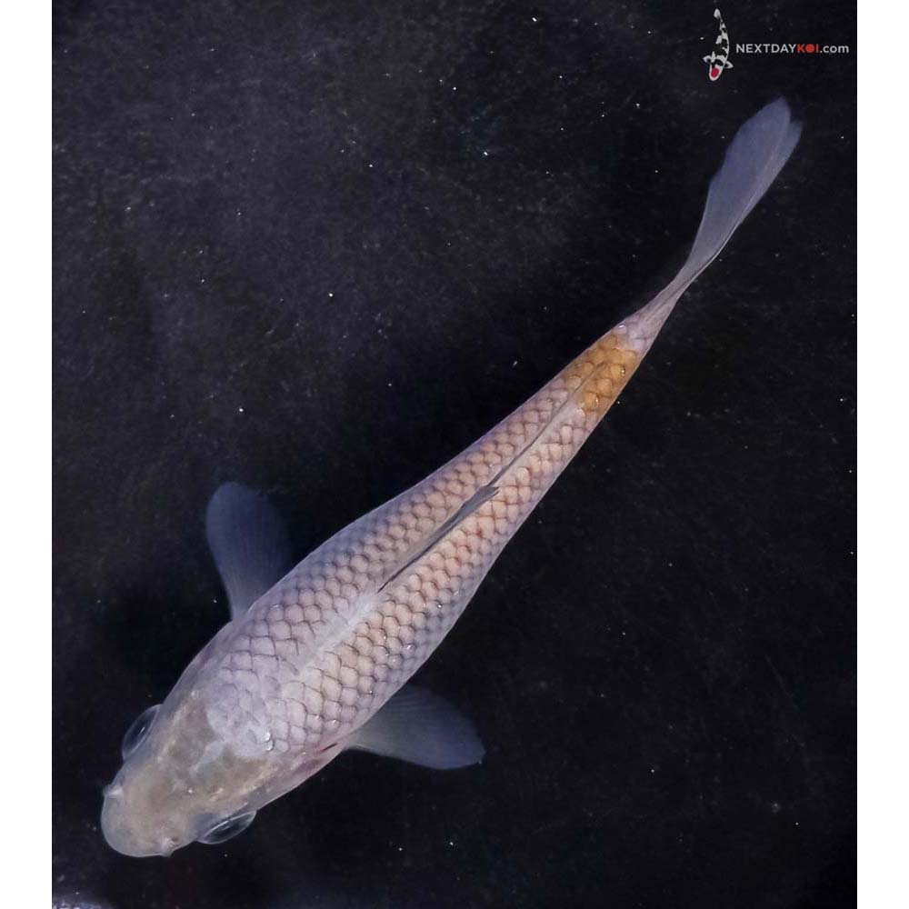 3.5” Imported Ochiba Shigure