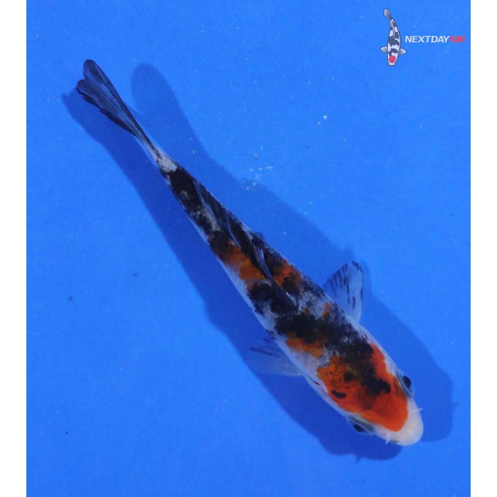 3.5” Imported Sanke