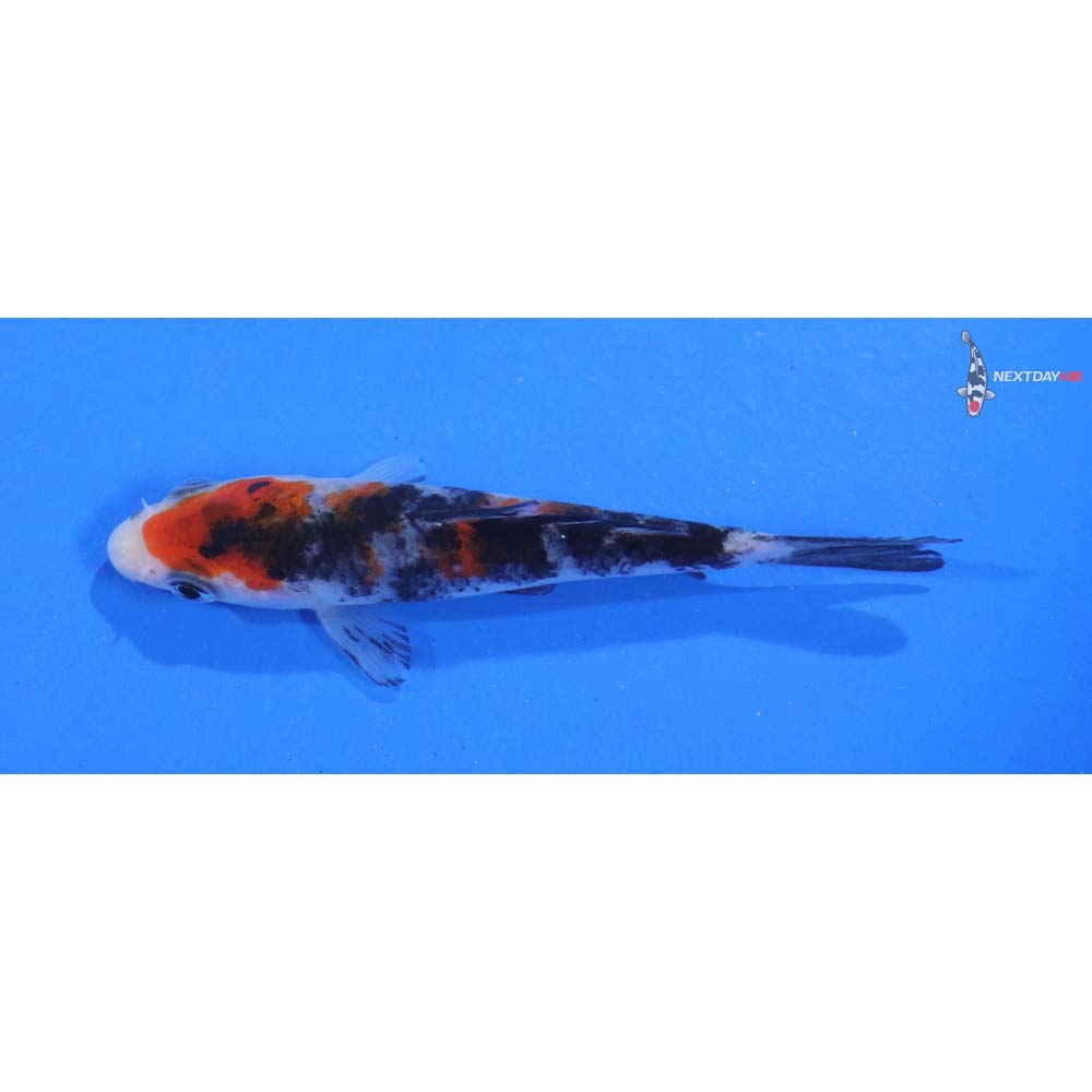 3.5” Imported Sanke