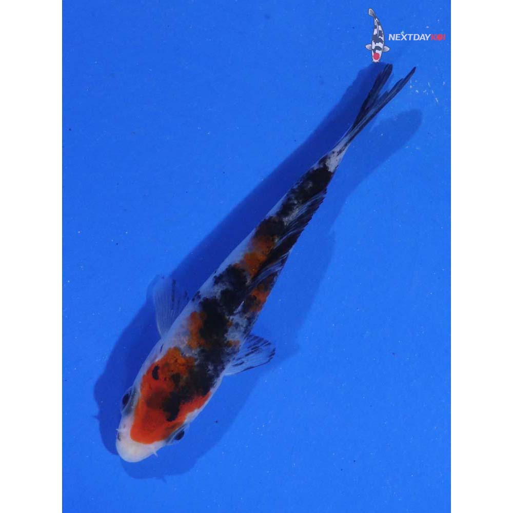 3.5” Imported Sanke