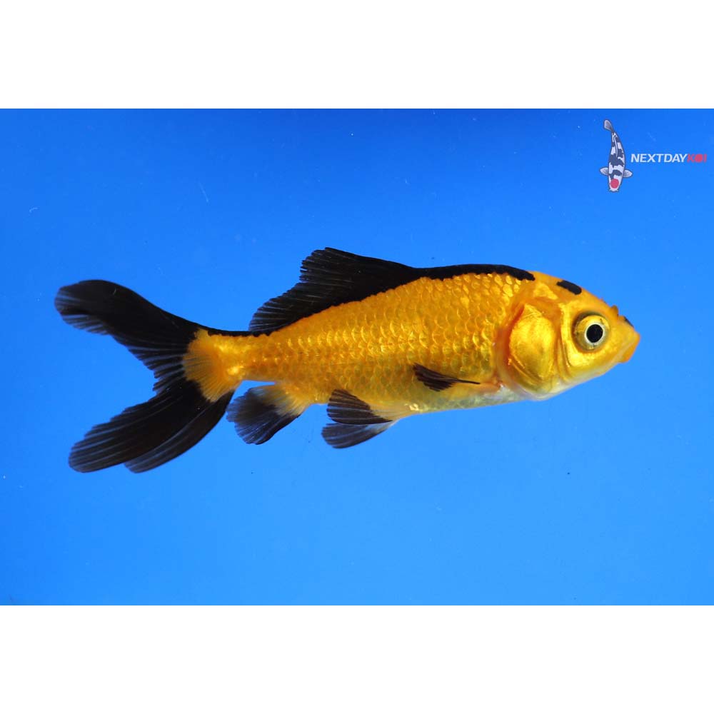 3” Imported Yellow and Black Wakin