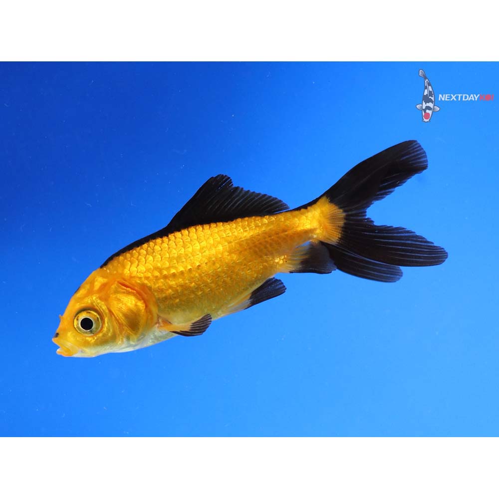 3” Imported Yellow and Black Wakin