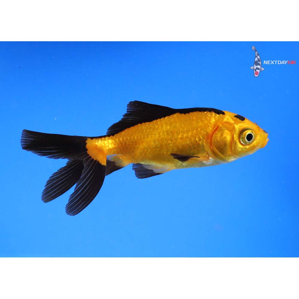 3” Imported Yellow and Black Wakin