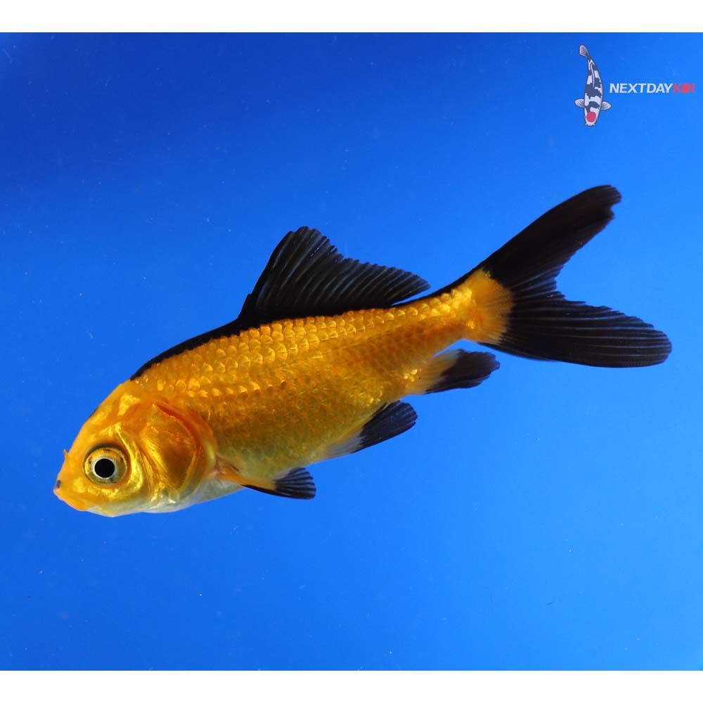 3” Imported Yellow and Black Wakin