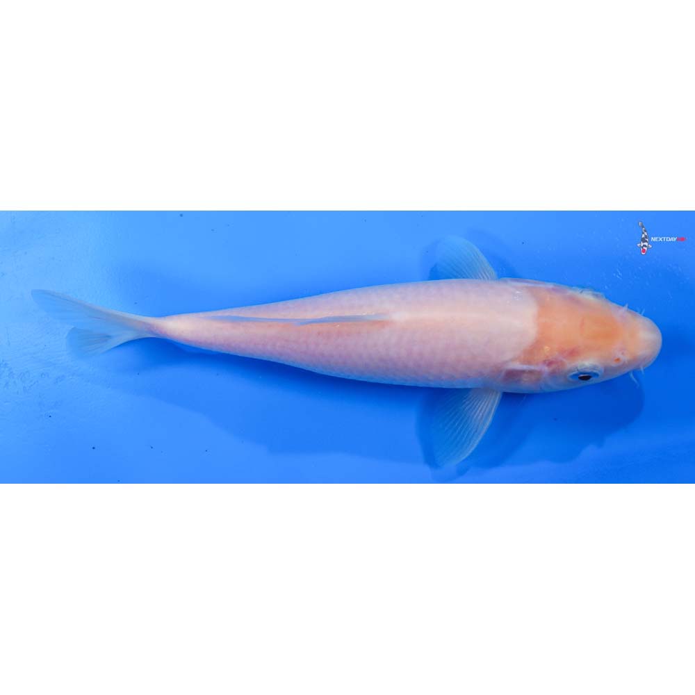 8” Imported Shiro Muji