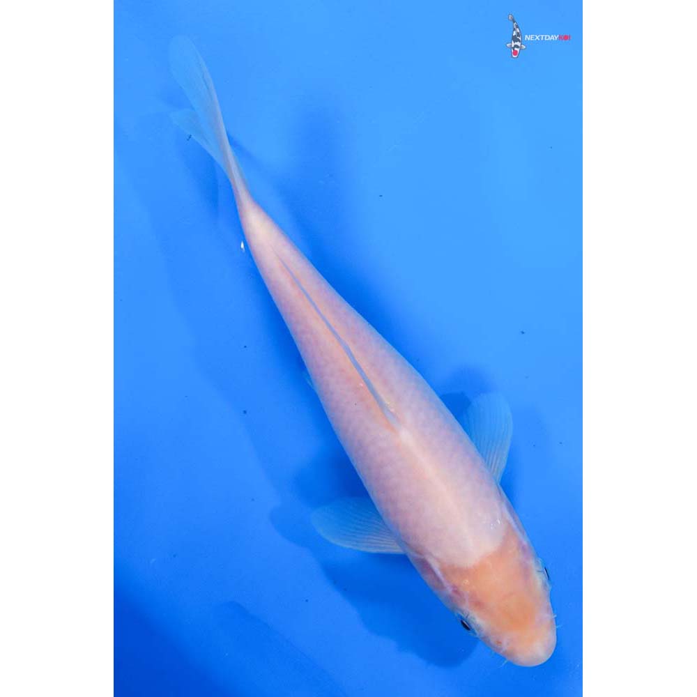 8” Imported Shiro Muji