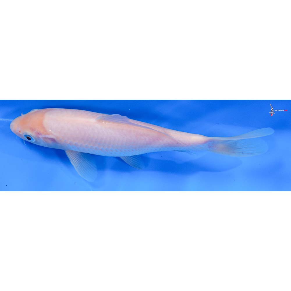 8” Imported Shiro Muji