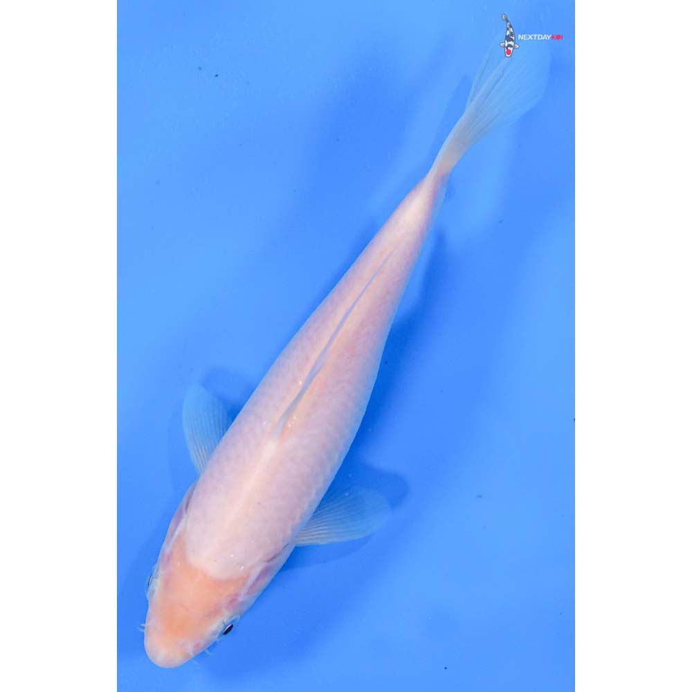 8” Imported Shiro Muji