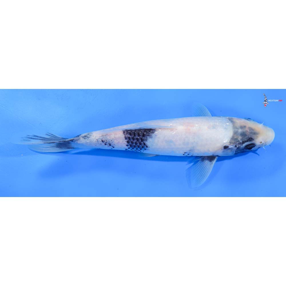 8” Imported Shiro Utsuri