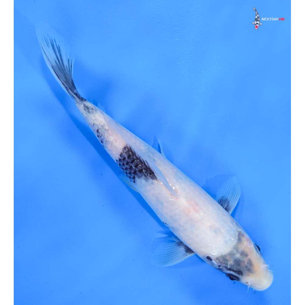 8” Imported Shiro Utsuri