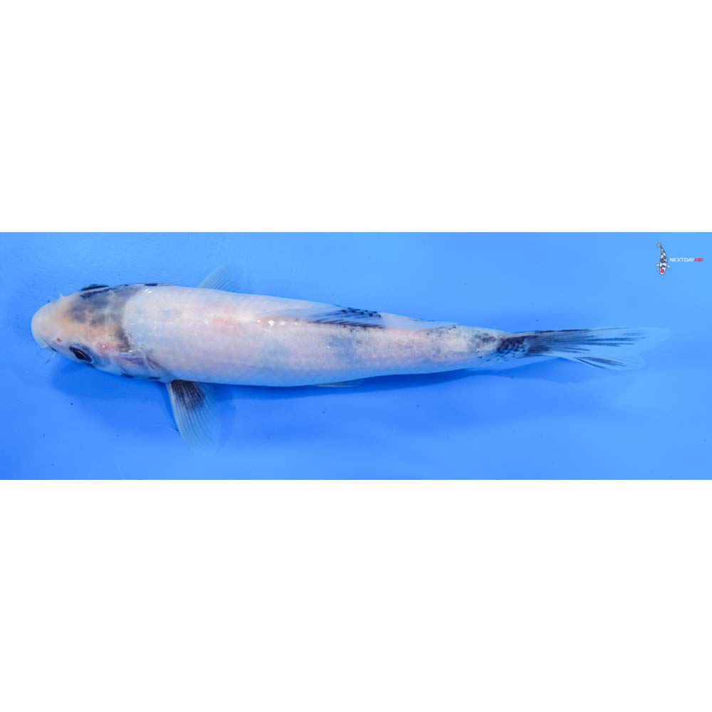 8” Imported Shiro Utsuri