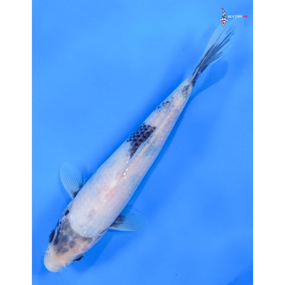 8” Imported Shiro Utsuri