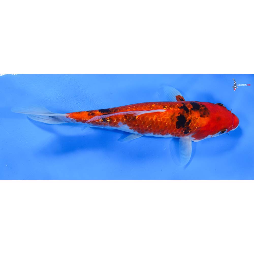 8.5” Imported Gin Rin Sanke
