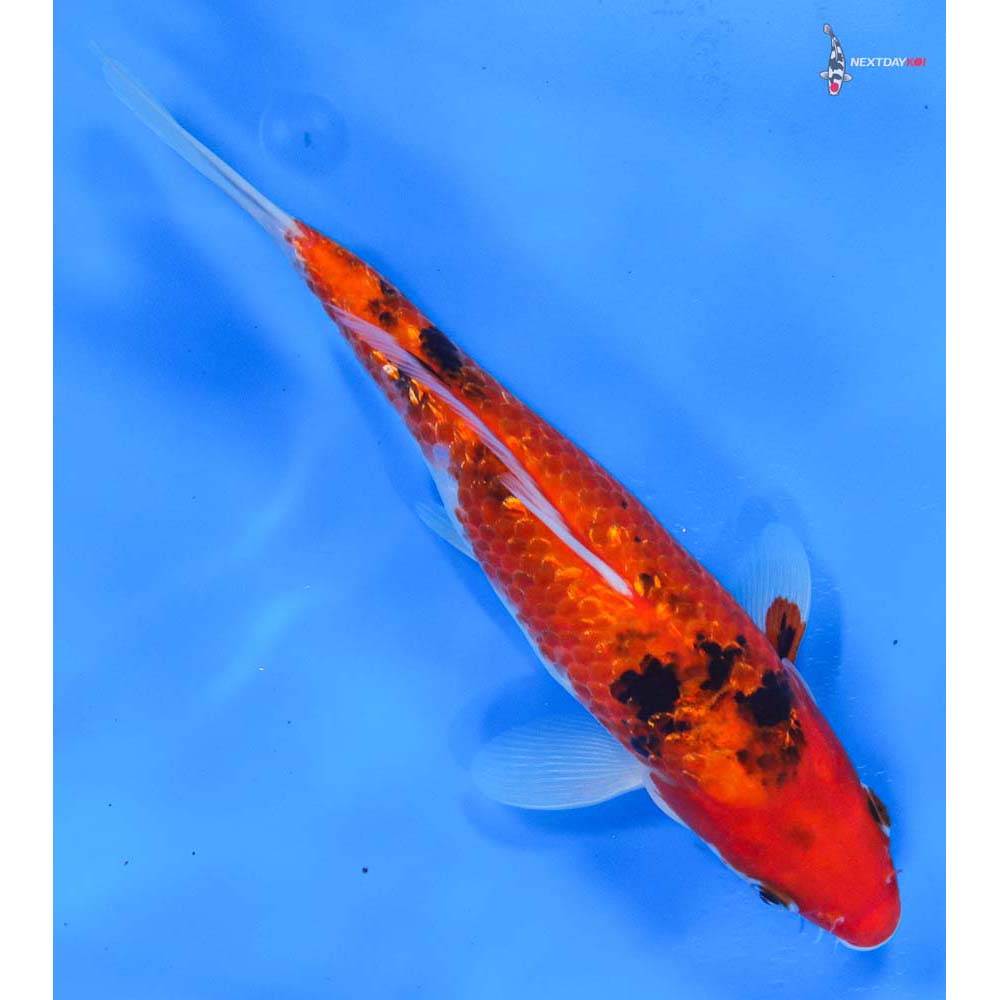 8.5” Imported Gin Rin Sanke
