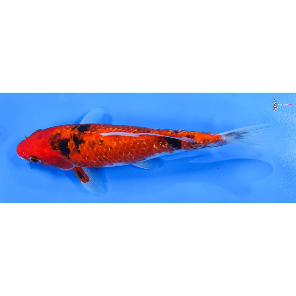 8.5” Imported Gin Rin Sanke