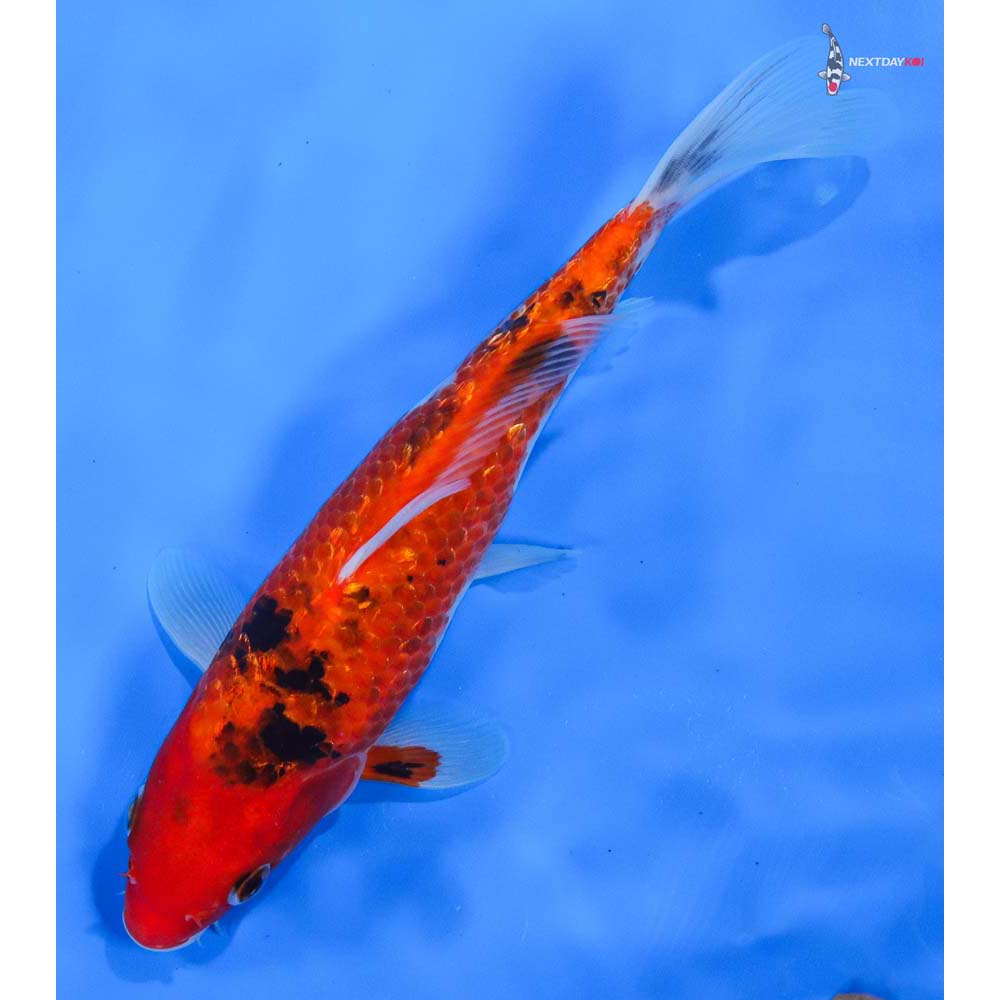 8.5” Imported Gin Rin Sanke