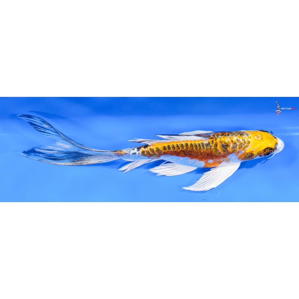 8” Imported Doitsu Kujaku Butterfly Koi