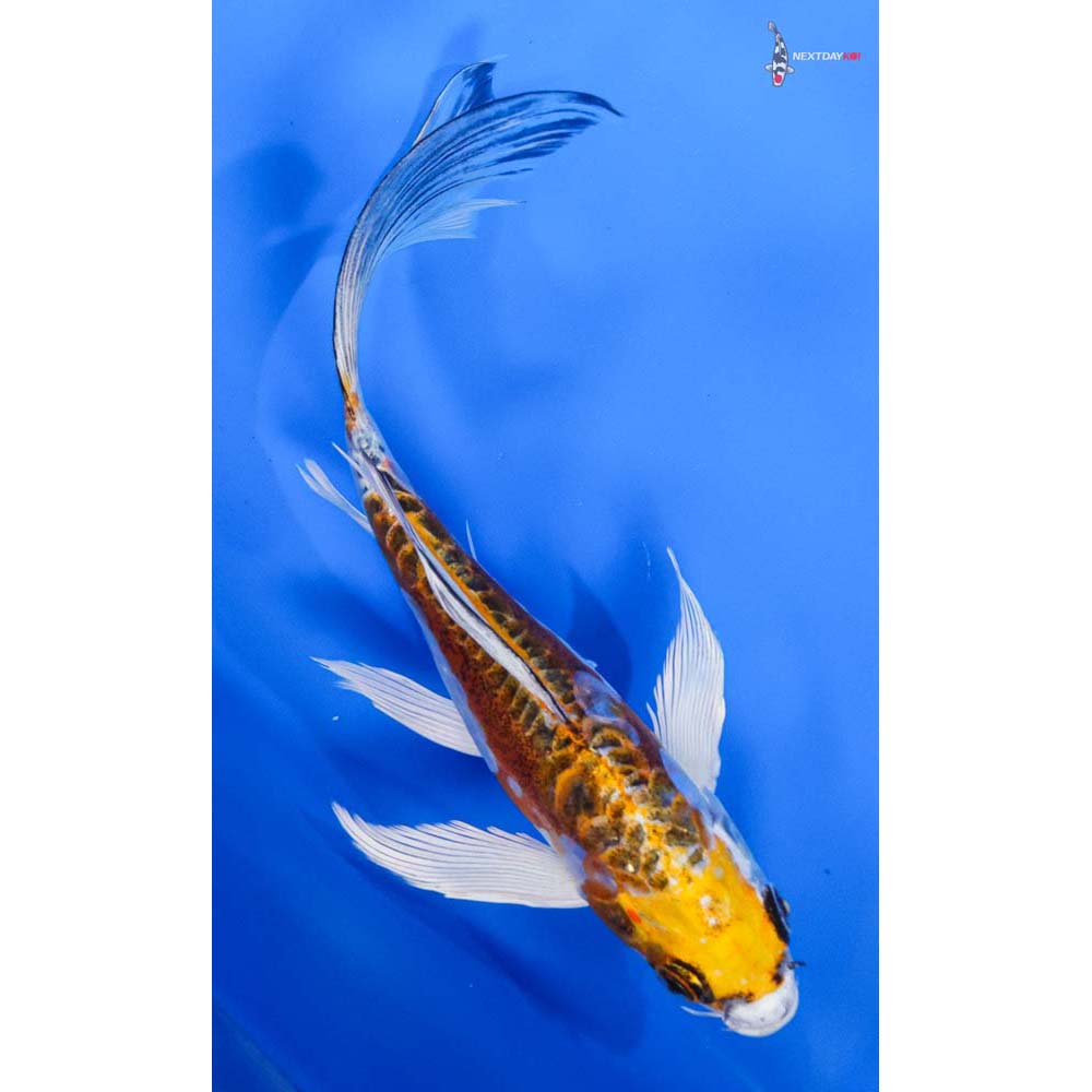 8” Imported Doitsu Kujaku Butterfly Koi