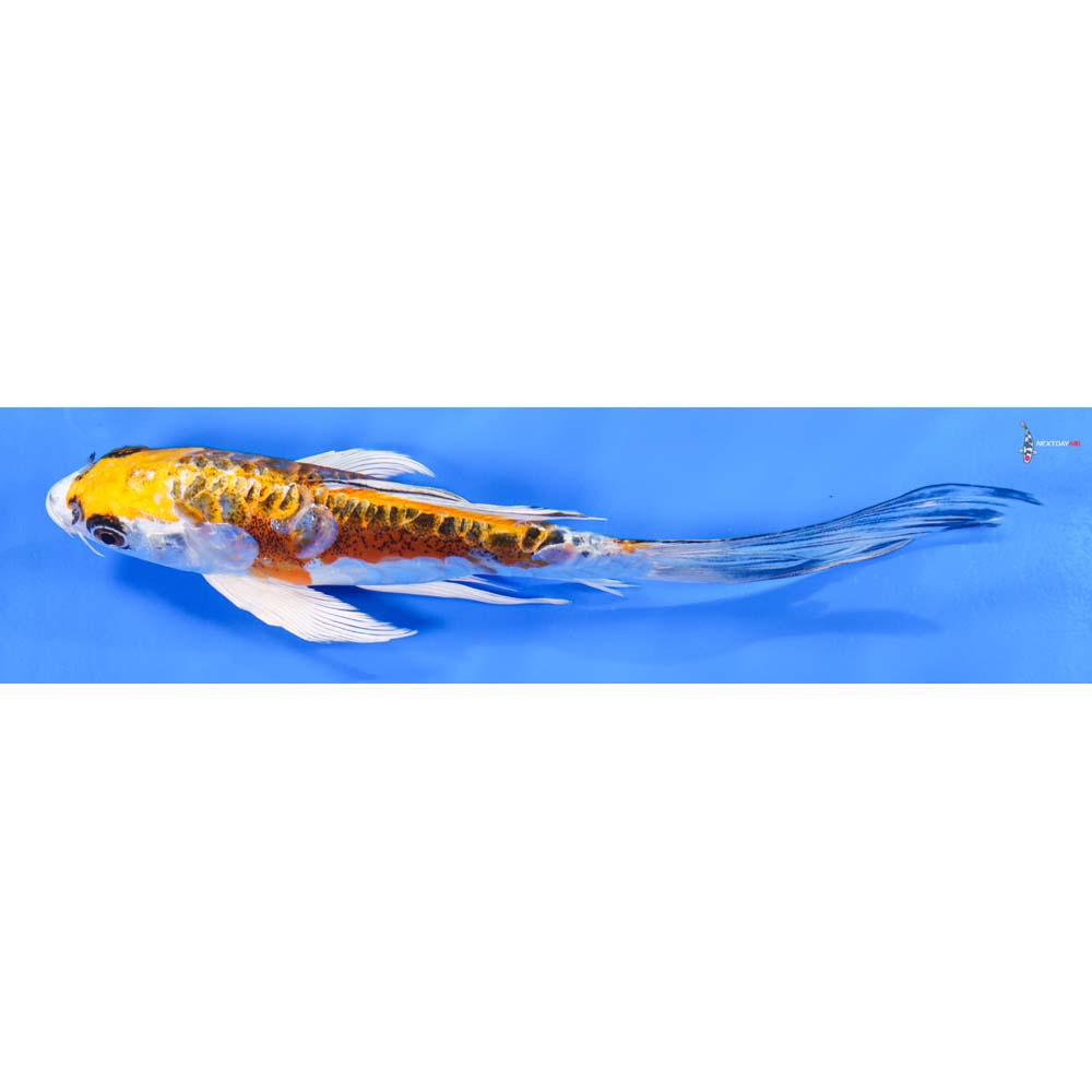 8” Imported Doitsu Kujaku Butterfly Koi