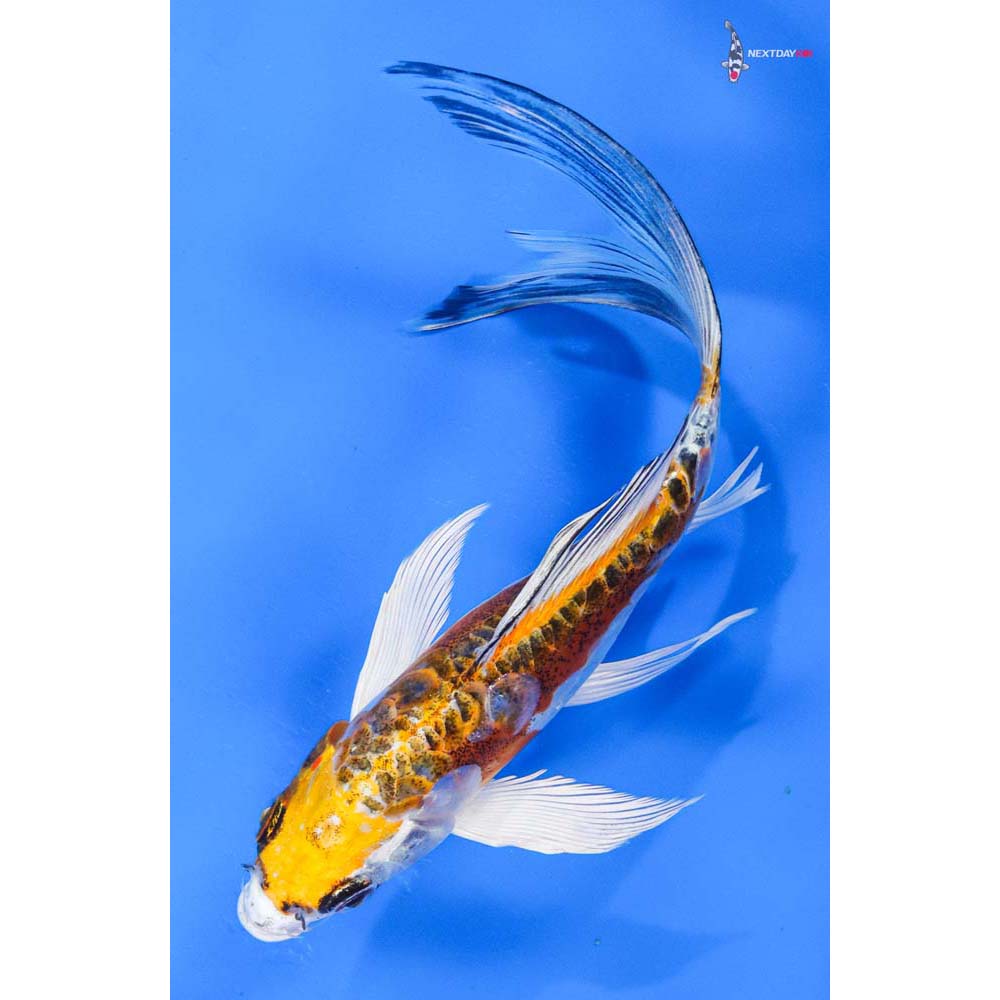 8” Imported Doitsu Kujaku Butterfly Koi