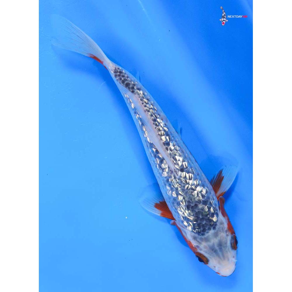 7.5” Imported Gin Rin Asagi