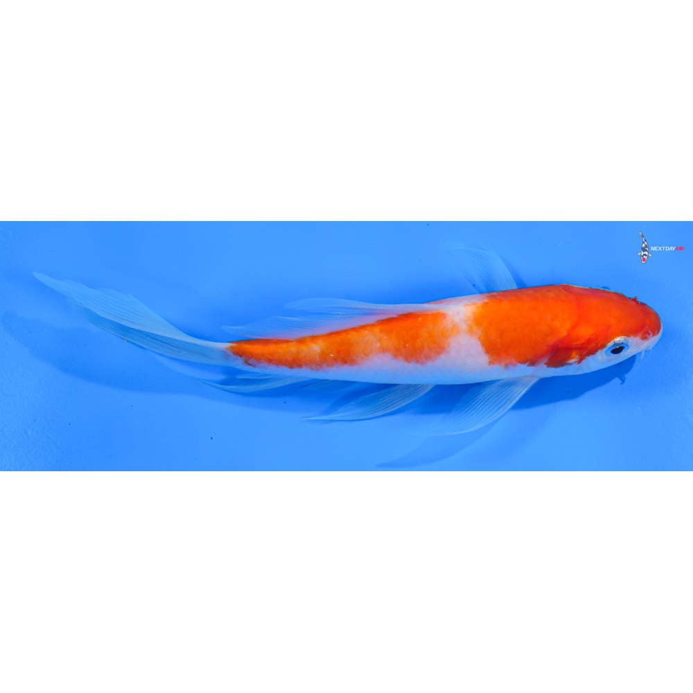 6.5” Imported Kohaku Butterfly Koi