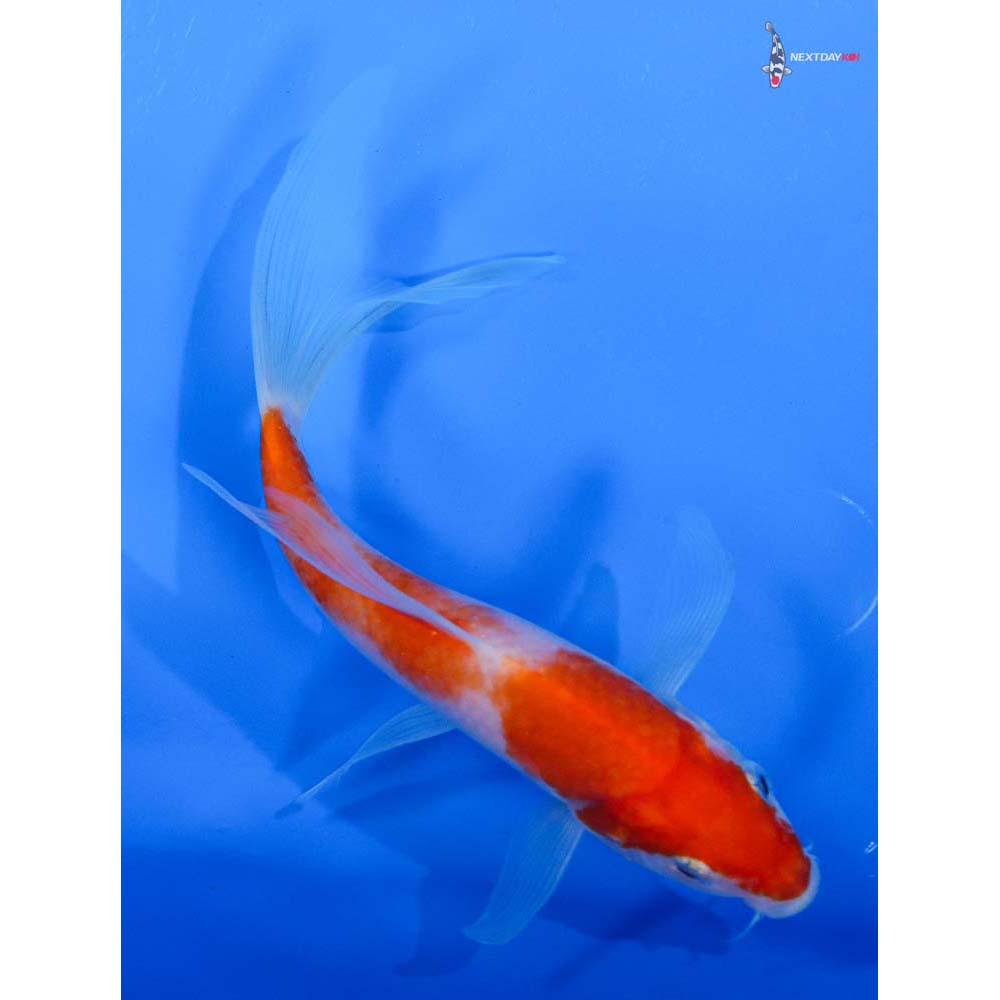 6.5” Imported Kohaku Butterfly Koi