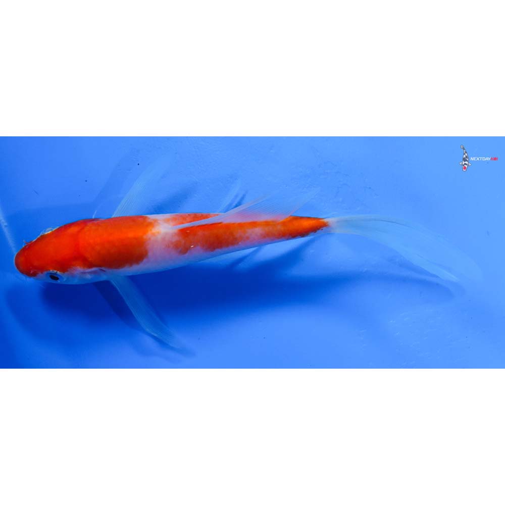 6.5” Imported Kohaku Butterfly Koi