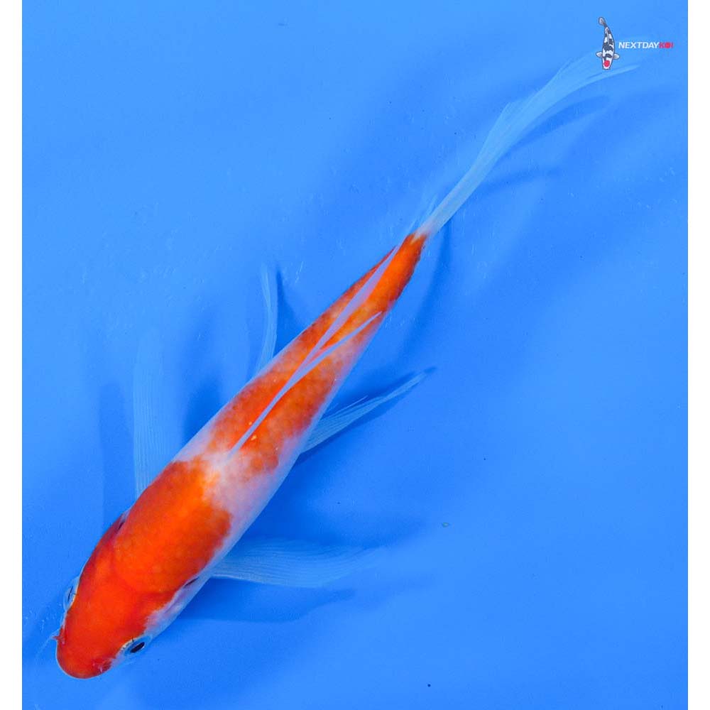 6.5” Imported Kohaku Butterfly Koi