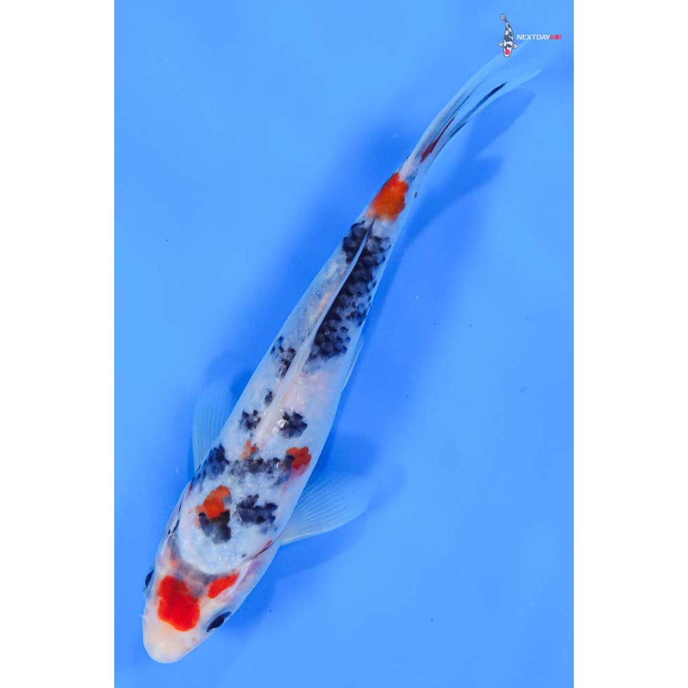 6” Imported Sanke