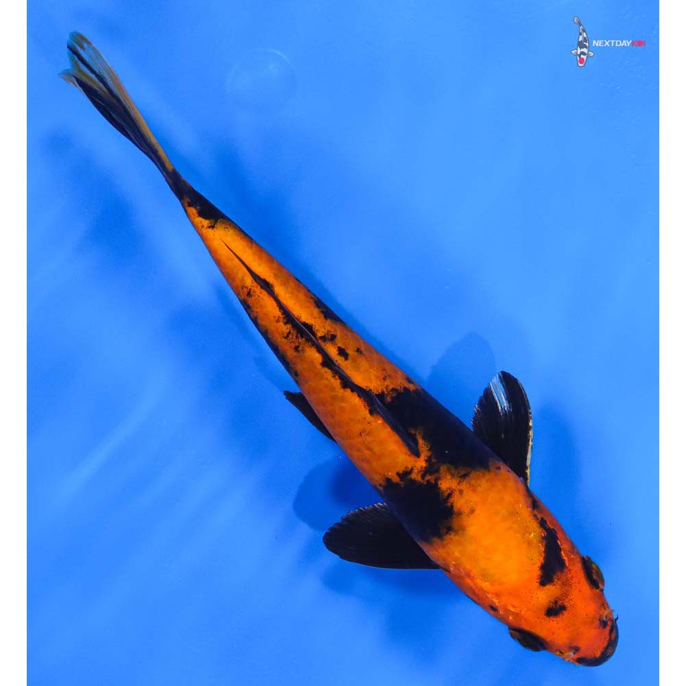 9” Imported Kin Hi Utsuri