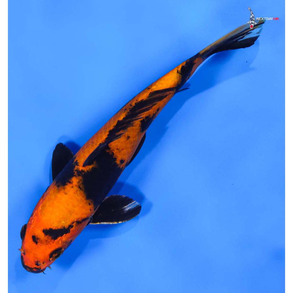 9” Imported Kin Hi Utsuri