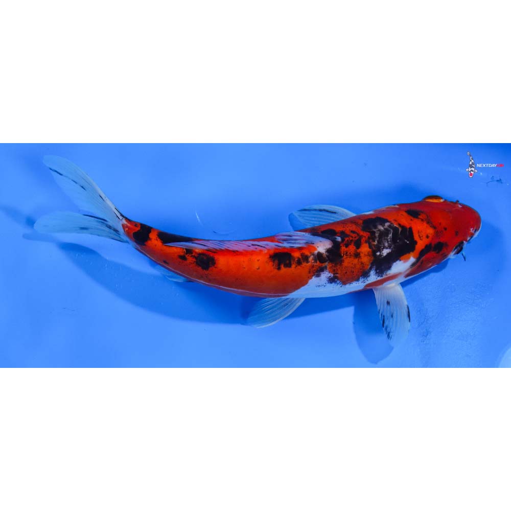 8.5” Imported Doitsu Goshiki