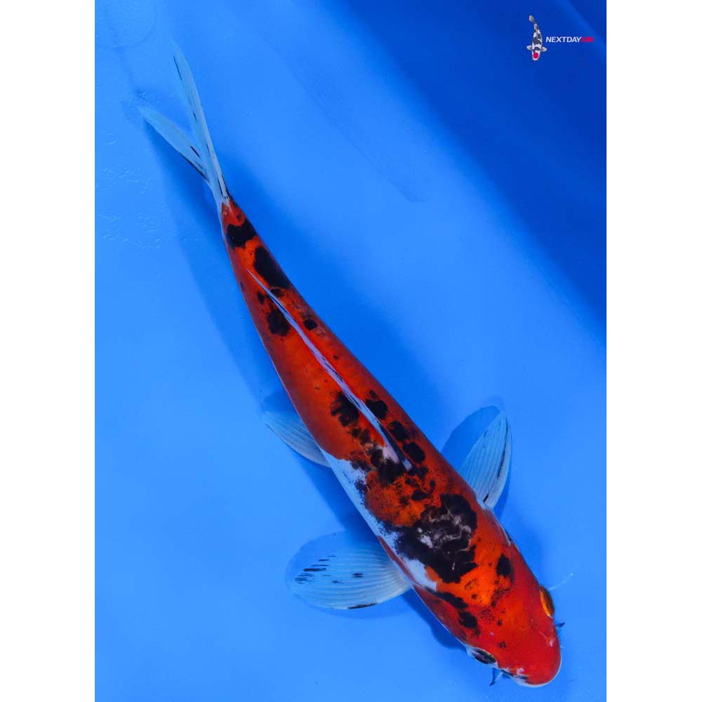 8.5” Imported Doitsu Goshiki